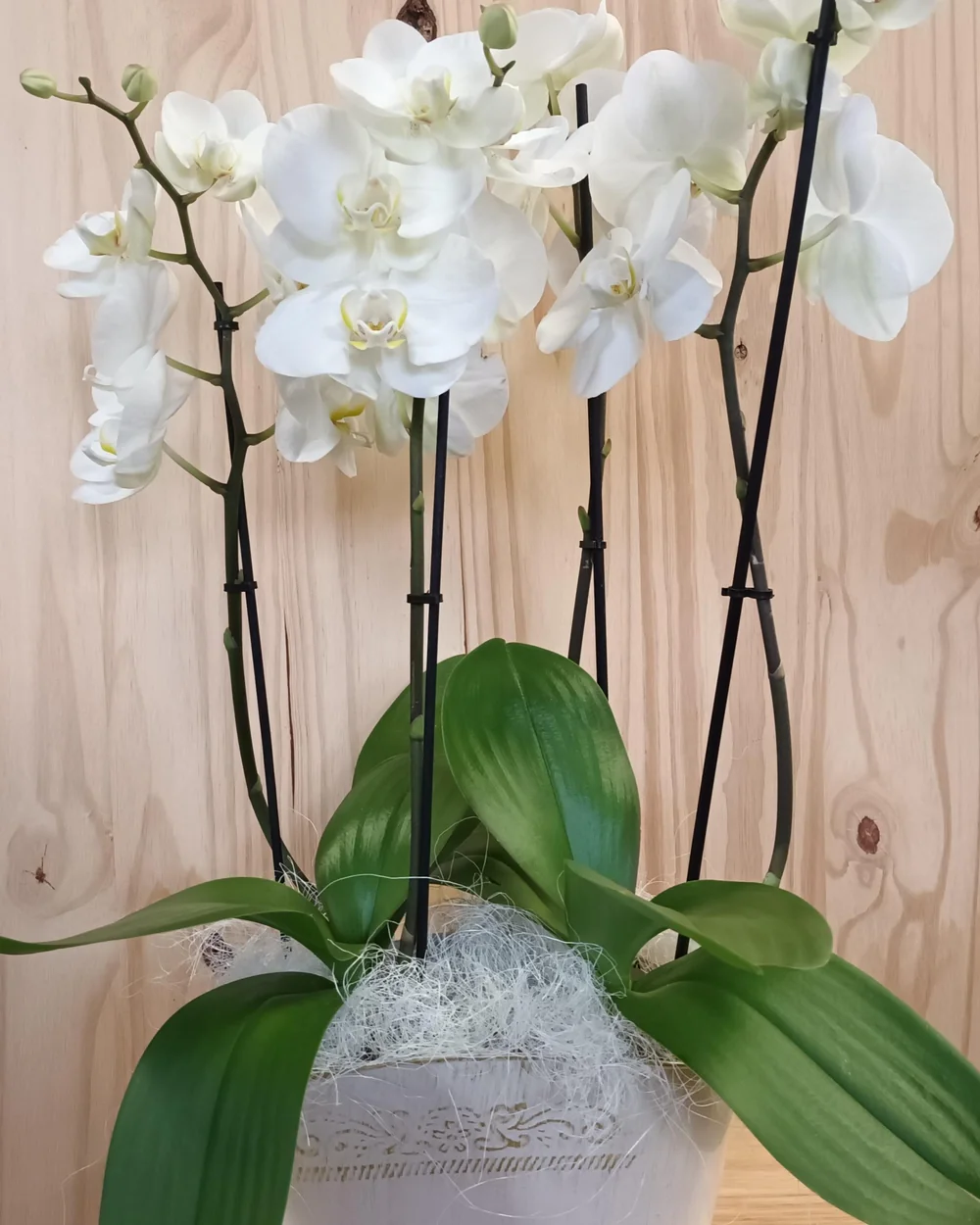 Orchidée blanche présentée en boutique