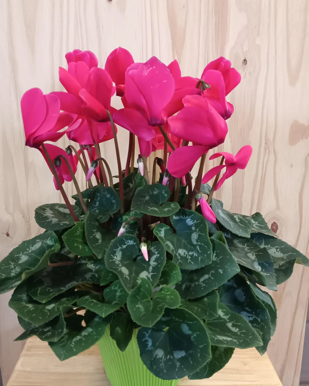 Plante fleurie de saison — cyclamen
