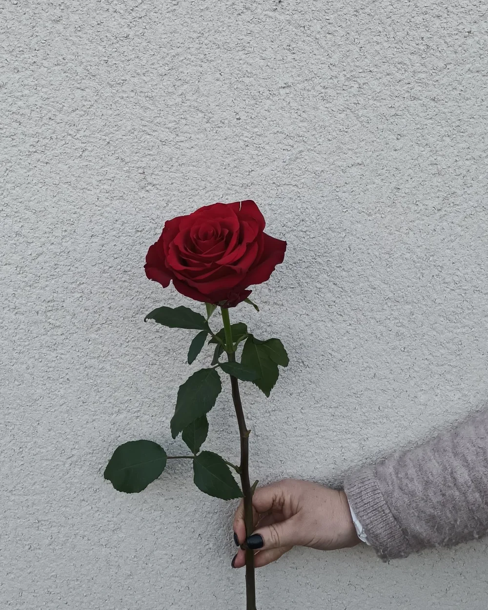 Rose rouge à l’unité