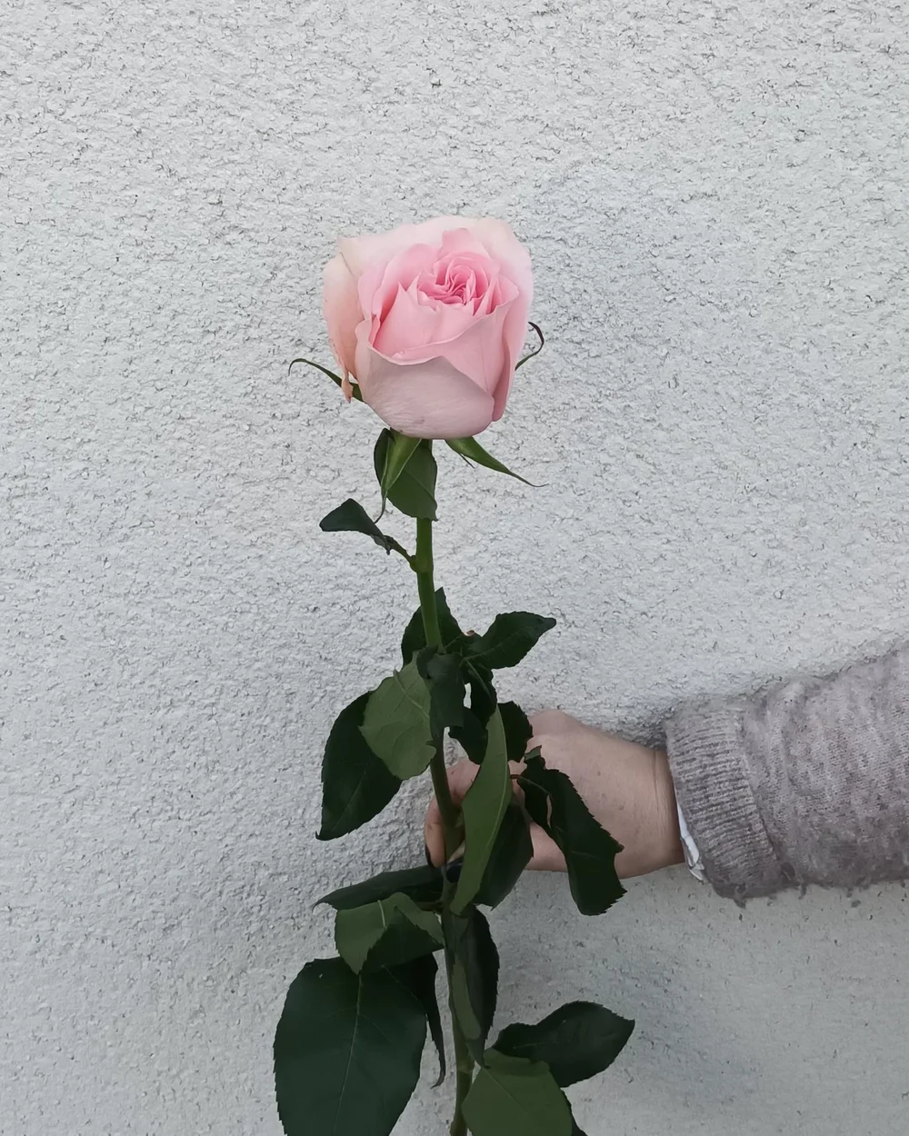 Rose rose tendre